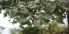 Morinda citrifolia